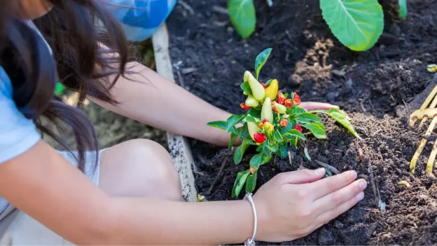 Защо и как да си направим зеленчукова градинка в училище