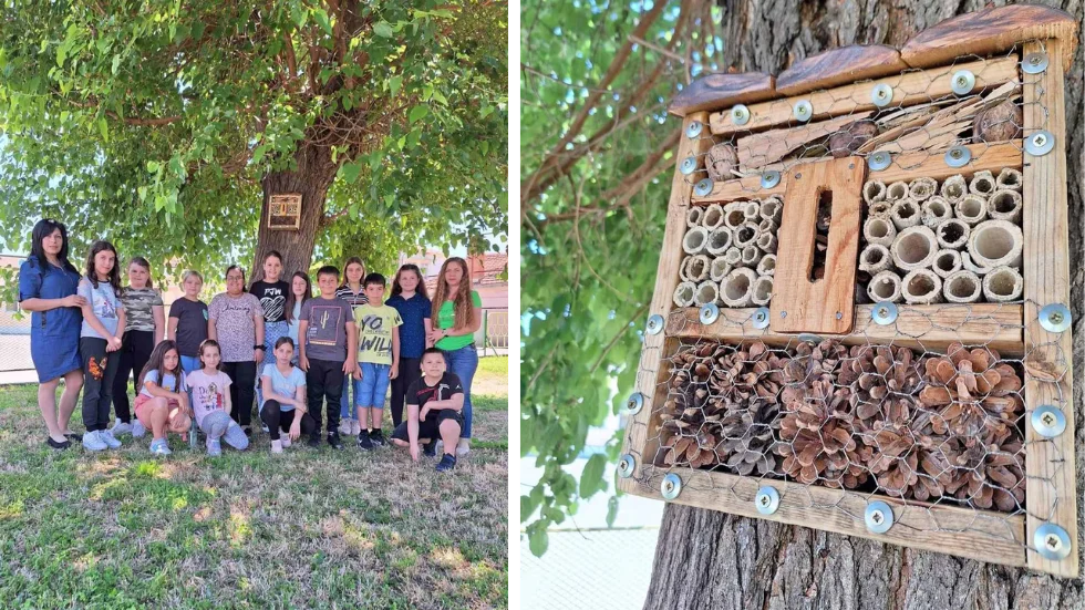 STEM дейности, свързани с екологичното образование и спасяването на пчелите