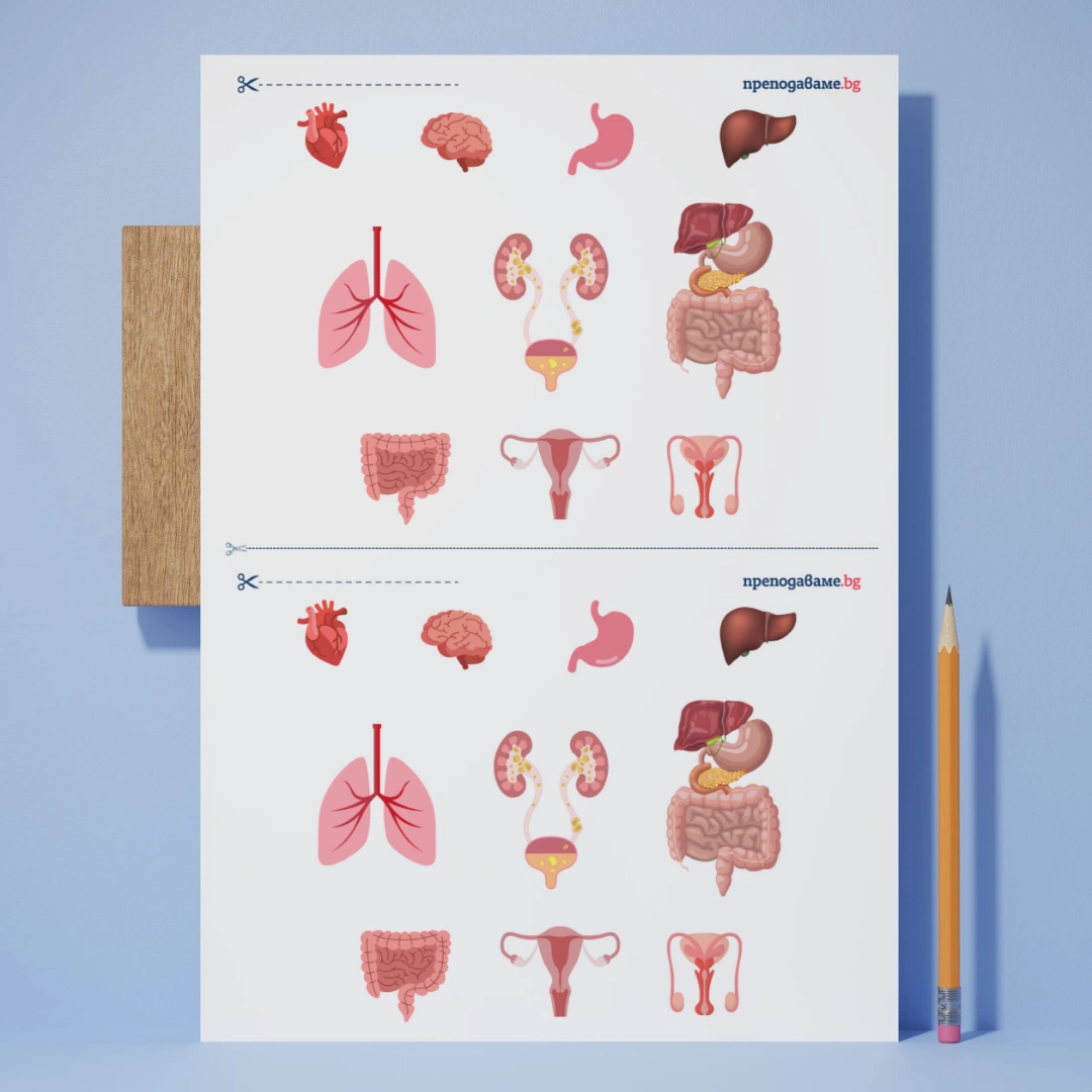 Prepodavame.bg_4kl_CHP_PBO Misiq zdravoslovna chiniq_RL - Organi v choveskoto tqlo kum urok 1