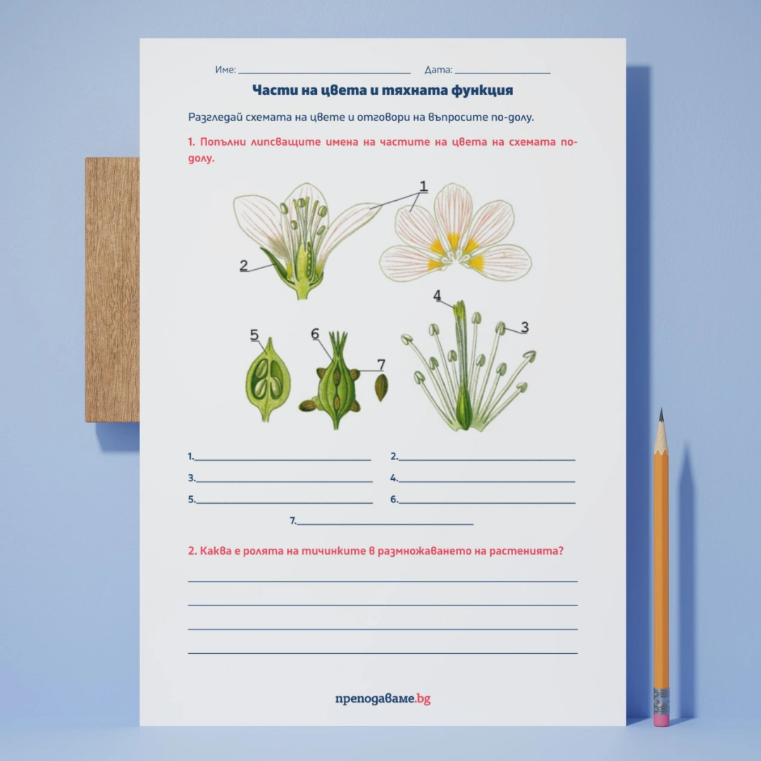 Prepodavame.bg_4kl_ChP_PBO Mini gradina v klasnata staya_RL Chasti-na-cveta