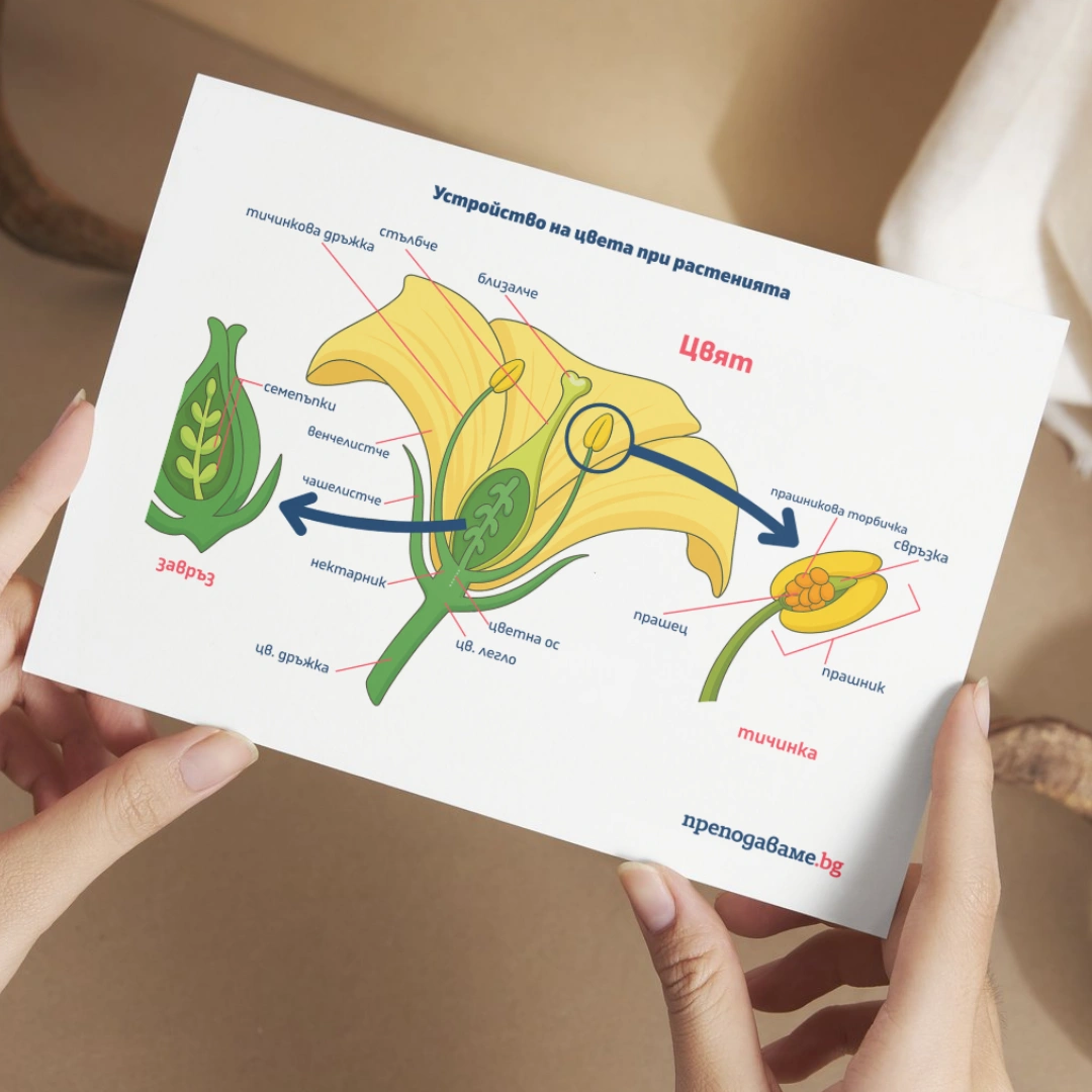 Prepodavame.bg_4kl_ChP_PBO Mini gradina v klasnata staya_RL Ustroistvo-na-cveta