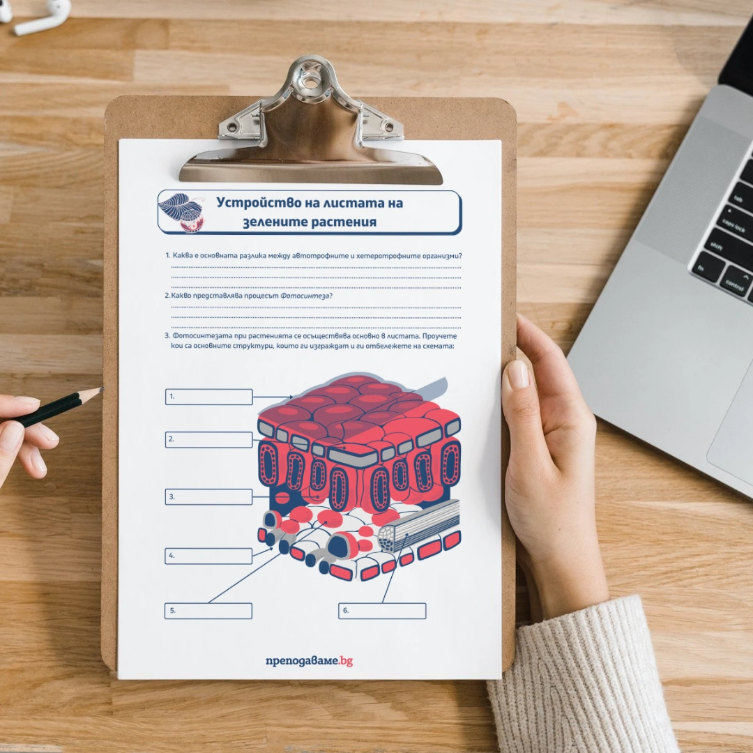 Prepodavame.bg_9kl_BIO_PBO Fotosintezata-zeleniya-dvigatel-na-zhivota-na-Zemyata_RL Ustroistvo-na-listata