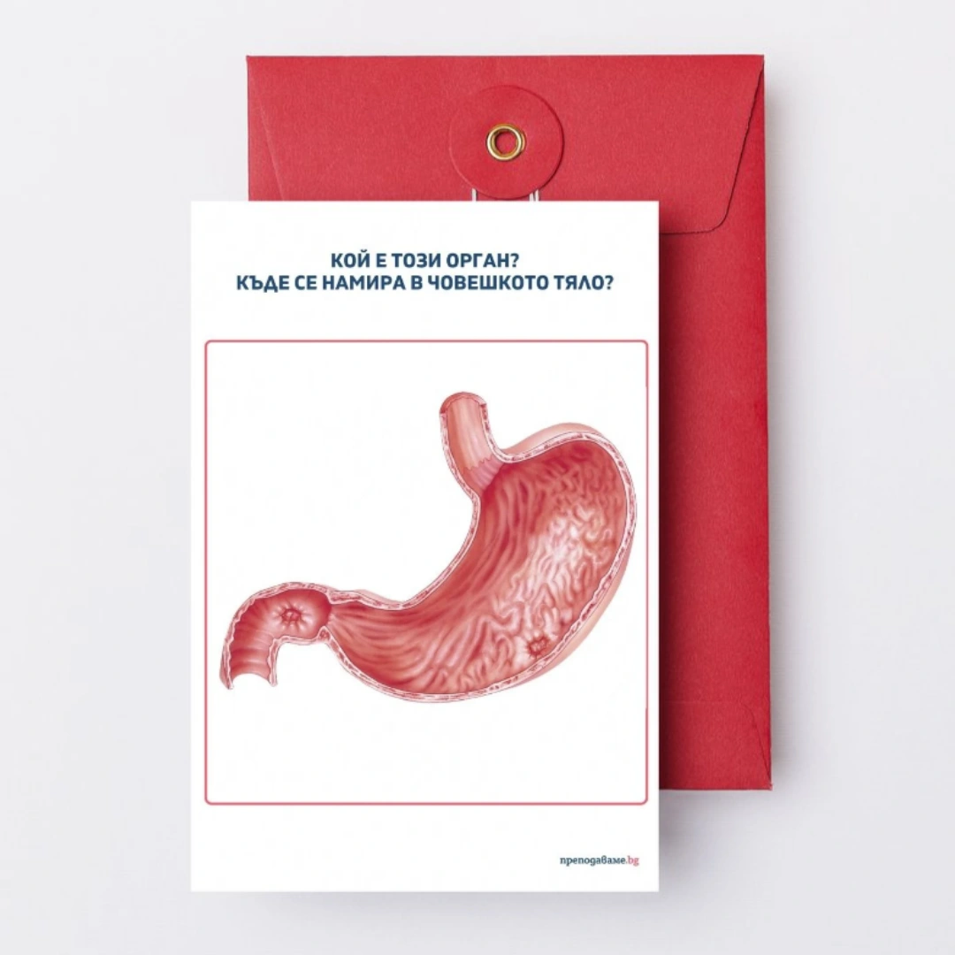 Prepodavame.bg_3kl_ChP_PBO - Kartinki organi