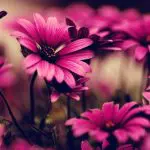 Профилна снимка на Десислава Тодорова