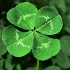 Профилна снимка на Соня Илиева