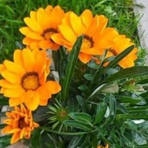 Профилна снимка на Петя Тутовска