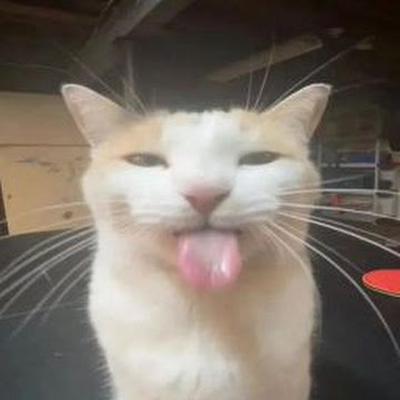 Профилна снимка на katzethic__