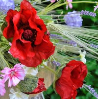 Профилна снимка на  