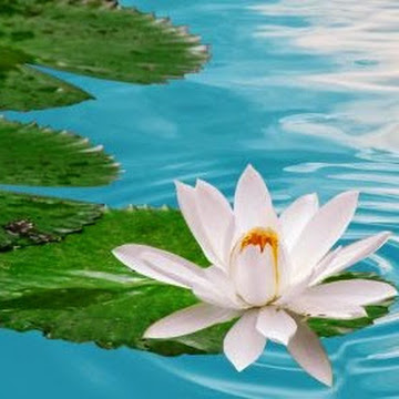 Профилна снимка на Paulina Georgieva