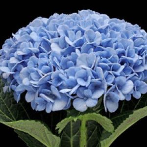 Профилна снимка на victoriaradeva Радева