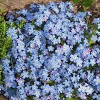 Профилна снимка на Незабравка Събева