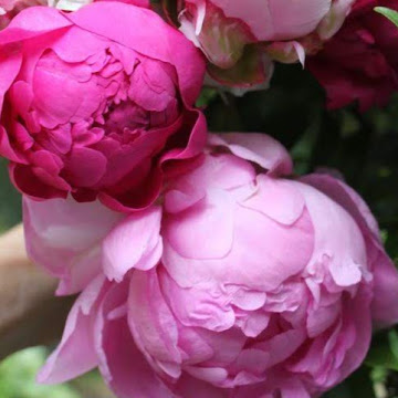 Профилна снимка на kateto_dikovska