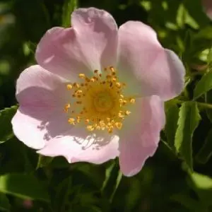 Профилна снимка на Пенка Палянкова