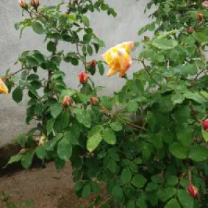 Профилна снимка на Ирена Вълкова