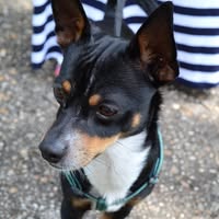 Профилна снимка на Нели Русева