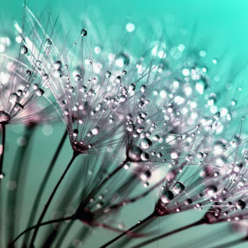 Профилна снимка на Мария Керкелова