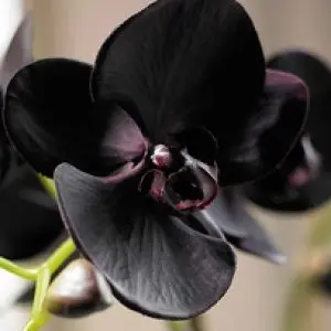 Профилна снимка на Таня Микова