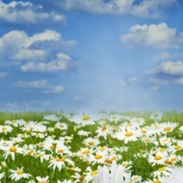 Профилна снимка на Антоанета Николова