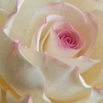 Профилна снимка на Севдалина Димитрова