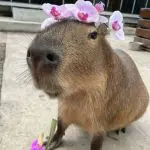 Профилна снимка на Георги Василев