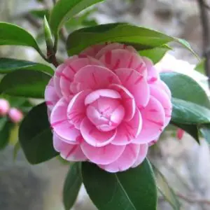 Профилна снимка на Камелия Иванова