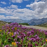 Профилна снимка на Таня Тричкова