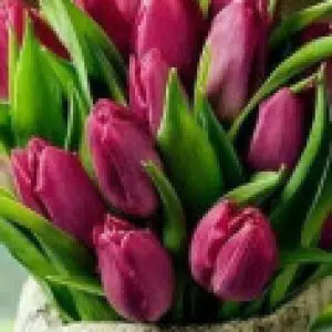 Профилна снимка на Нели Василева