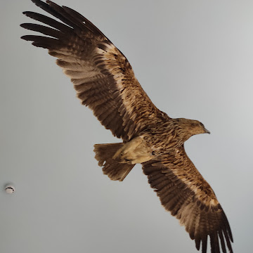 Профилна снимка на Юлия Димитрова