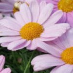 Профилна снимка на Нина Шишманова