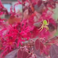 Профилна снимка на Стефка Коева