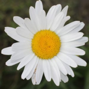 Профилна снимка на Маргарита Петрова