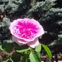 Профилна снимка на Петранка Маджарова