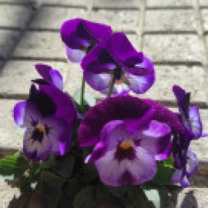 Профилна снимка на Александрина Белчева