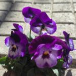 Профилна снимка на Александрина Белчева