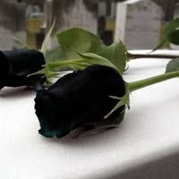 Профилна снимка на guru