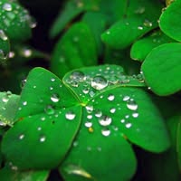 Даниела Солакова - Атанасова