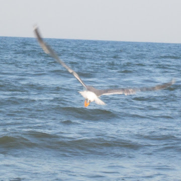 Профилна снимка на Славка Делибозова