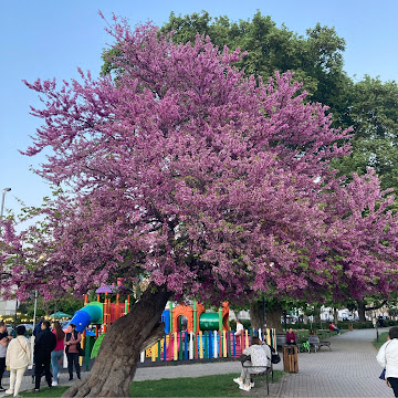 Профилна снимка на desislavabm