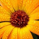 Профилна снимка на Веселка Василева