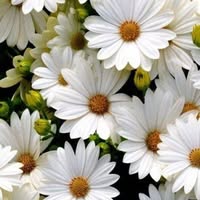 Профилна снимка на Стефка Русева