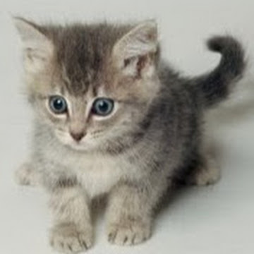 Профилна снимка на irenaivanova