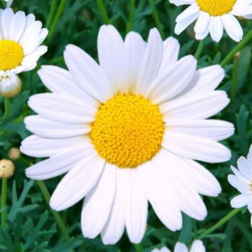 Профилна снимка на Vesi R.