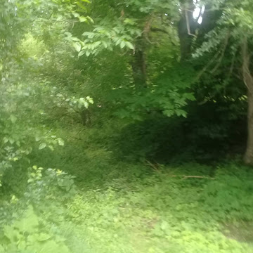 Профилна снимка на Камелия Василева