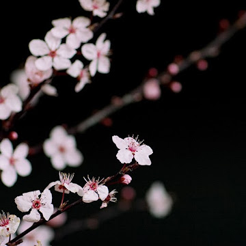 Профилна снимка на ralitsa ivanova