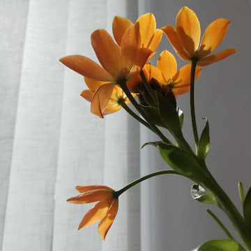 Профилна снимка на Алевтина Минчева