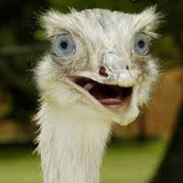 Профилна снимка на Цветан Друмев