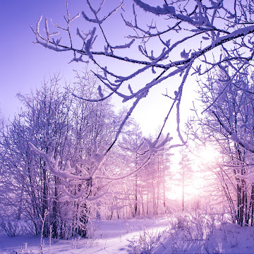 Профилна снимка на zorkatsvetkova-1