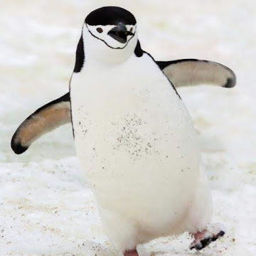 Профилна снимка на filipdvorski