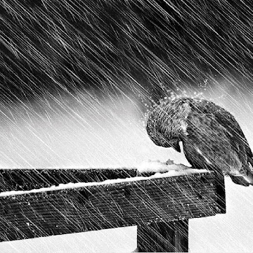 Профилна снимка на valentinavasileva