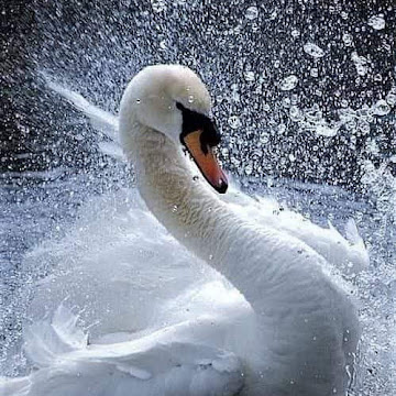 Профилна снимка на tatyanastoilova